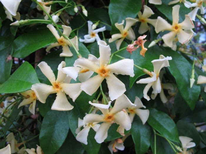 star jasmine [Star of Toscana]