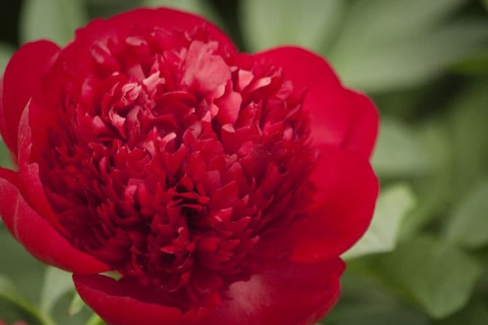 peony 'Red Charm'