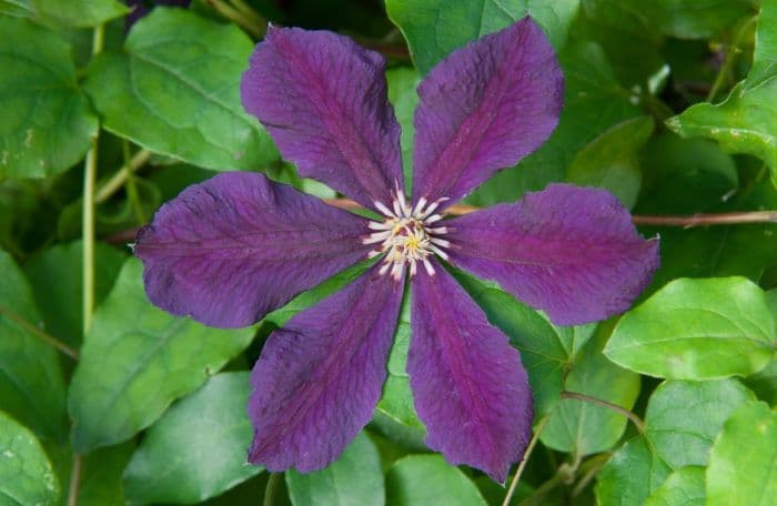 clematis 'Kiev'