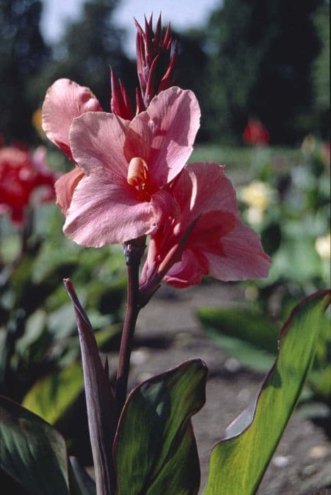 canna 'Whithelm Pride'