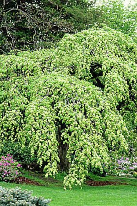 Camperdown elm