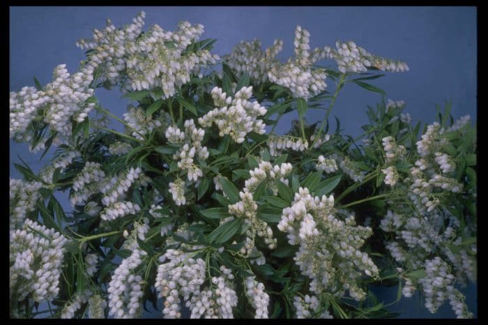 pieris 'Purity'