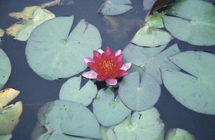 waterlily 'Pygmaea Rubra'