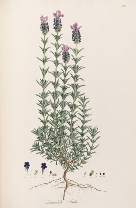 French lavender