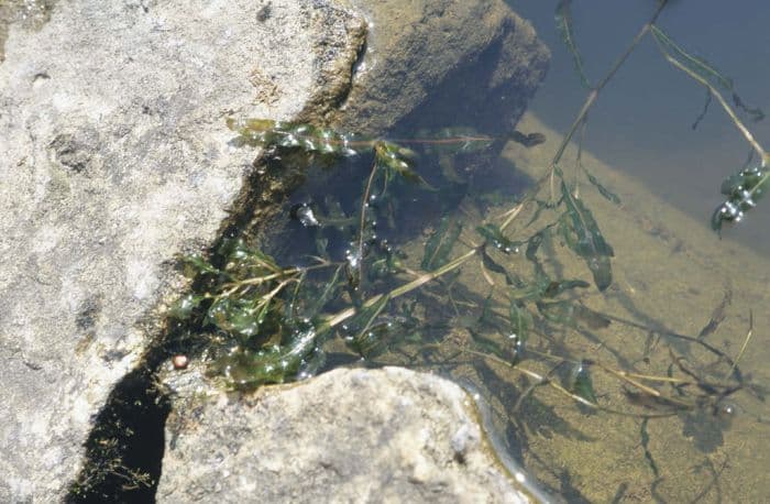 curled pondweed