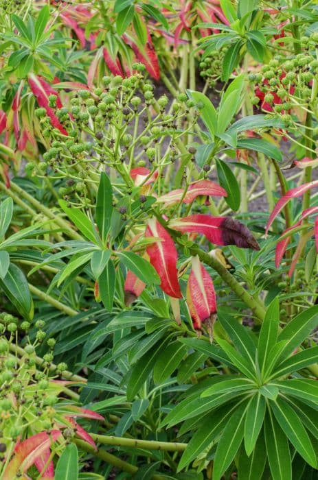 Azores spurge