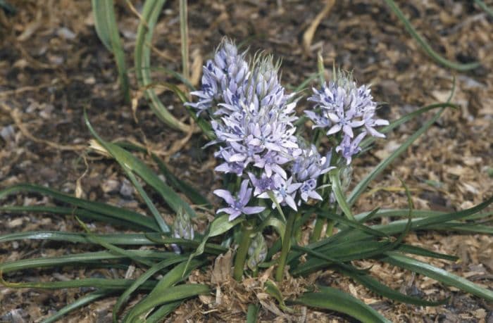 spring squill