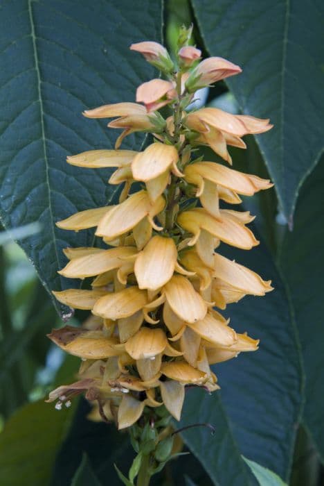 Canary Island foxglove