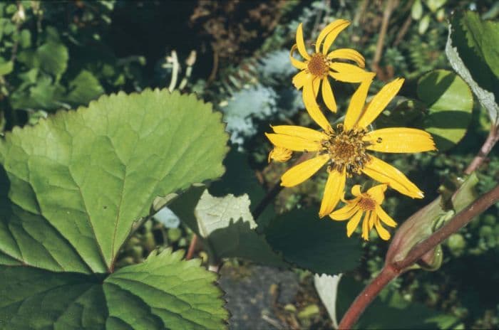 leopard plant 'Desdemona'