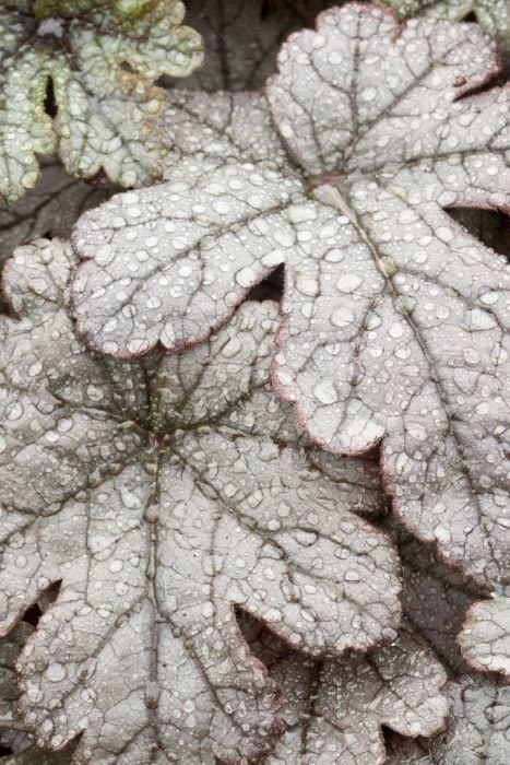 heucherella 'Gunsmoke'