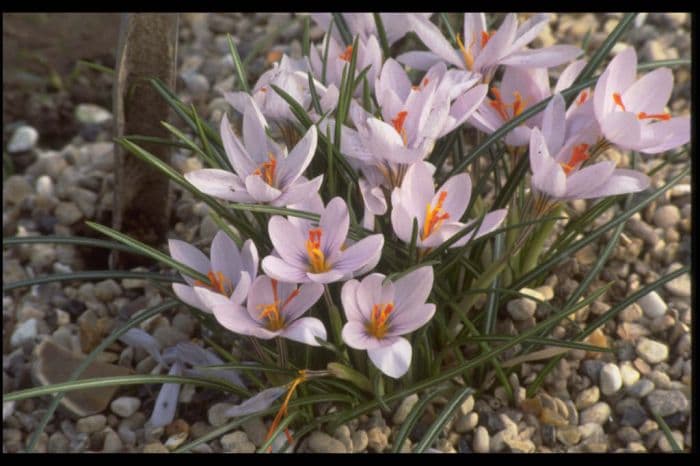 long-flowered crocus