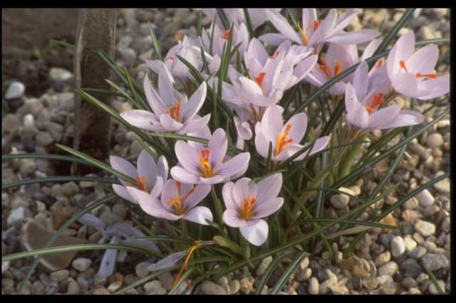 Long-flowered crocus