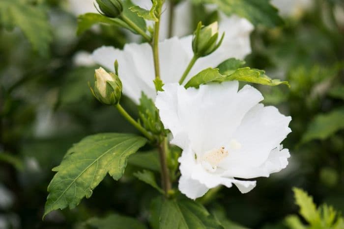 rose of Sharon 'Éléonore'