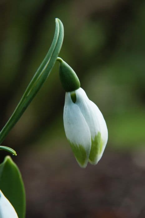 Greater snowdrop 'Green Brush'