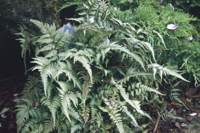 painted lady fern