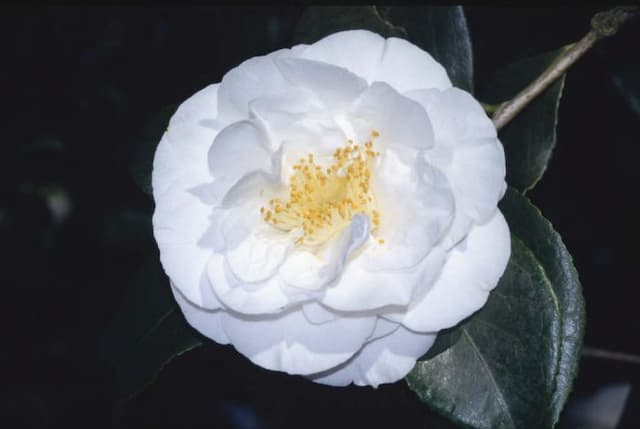 Camellia 'Hakurakuten'