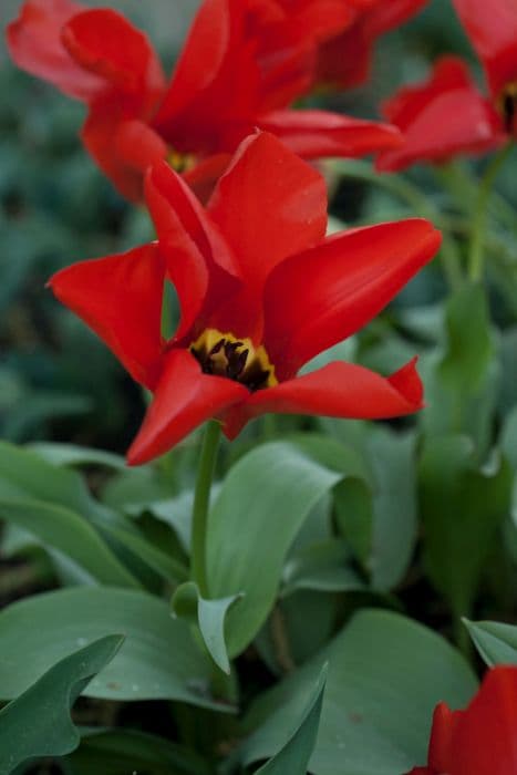 tulip 'Madame Lefeber'