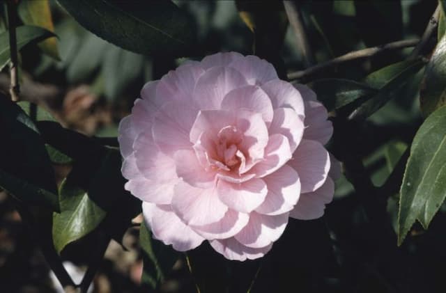 Camellia 'Galaxie'