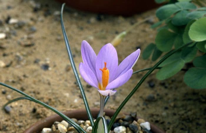 Imperati's crocus