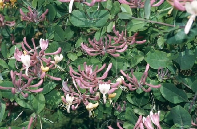 Italian honeysuckle