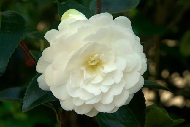 Camellia 'Fuji-no-mine'
