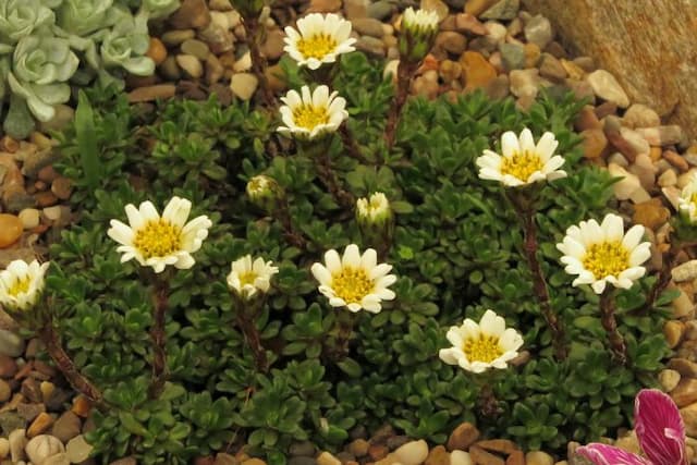 Green cushion mountain daisy