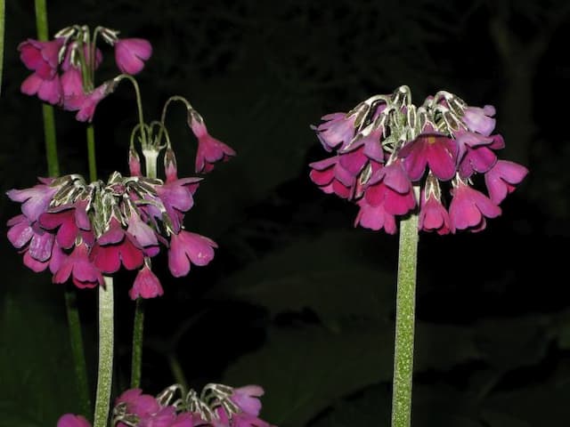 Secund-flowered primrose