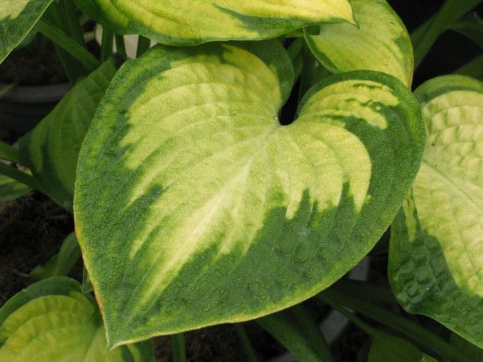 plantain lily 'Paul's Glory'