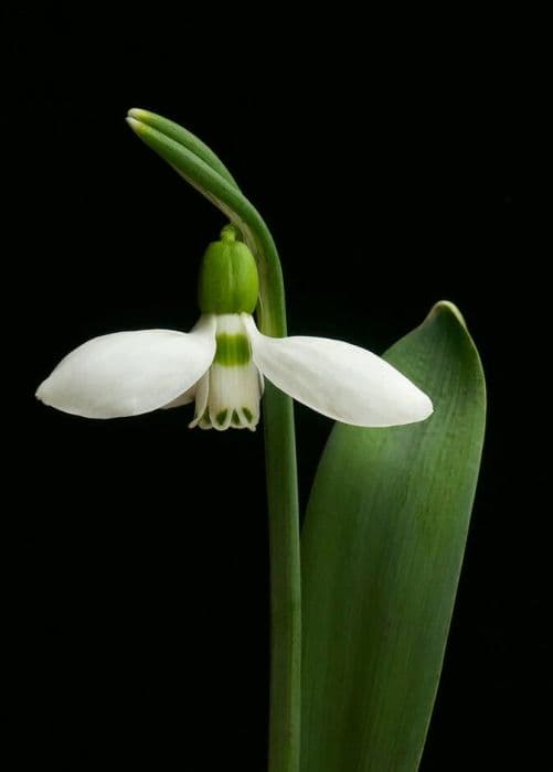 snowdrop 'Ruby Baker'