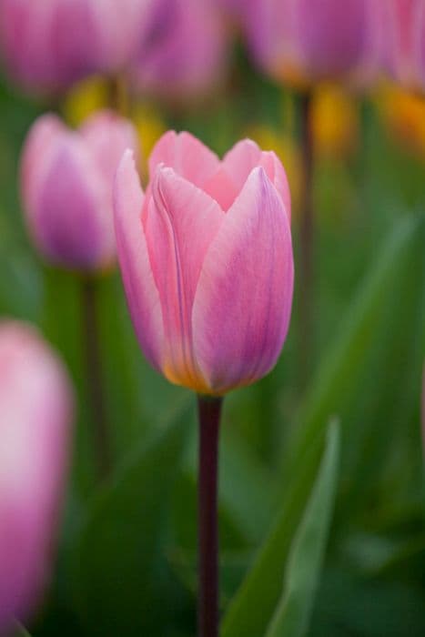 tulip 'Light and Dreamy'