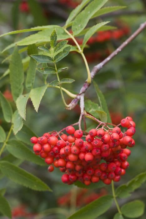 Japanese rowan