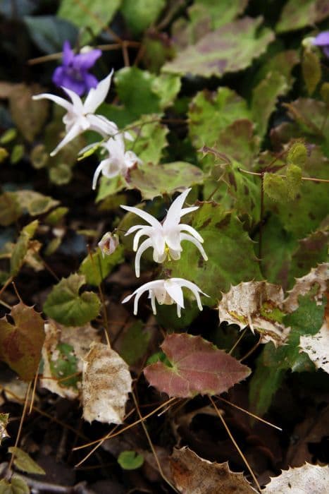 few-flowered barrenwort