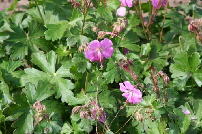 cranesbill 'Berggarten'