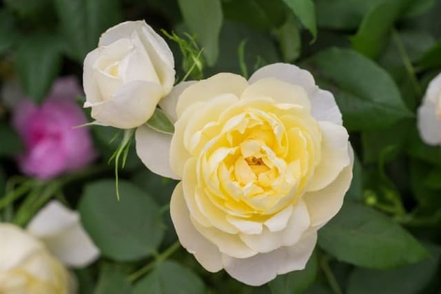 Rose [Vanessa Bell]