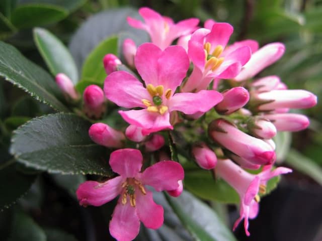 Escallonia [Pink Elle]