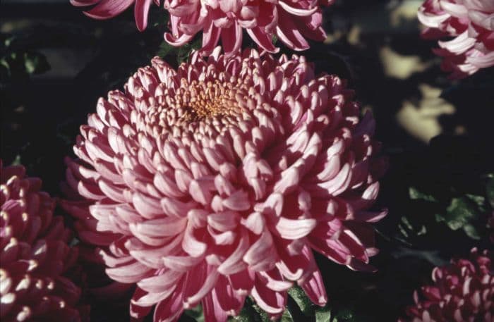 chrysanthemum 'Cassandra'