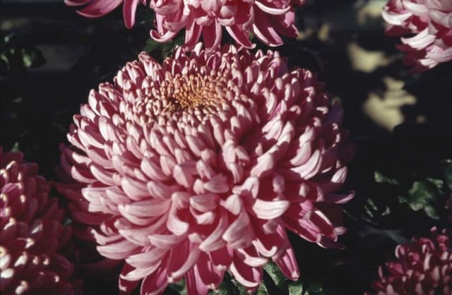 Chrysanthemum 'Cassandra'