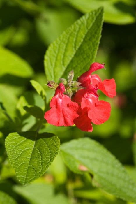 baby sage 'Newby Hall'