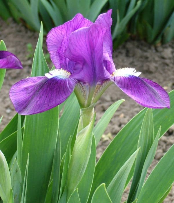 iris 'Royal Contrast'