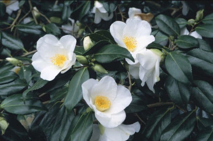 camellia 'Brushfield's Yellow'