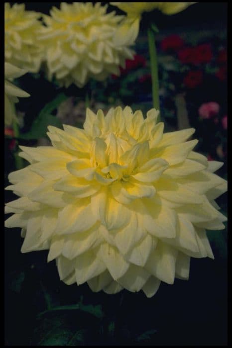 dahlia 'Alva's Supreme'