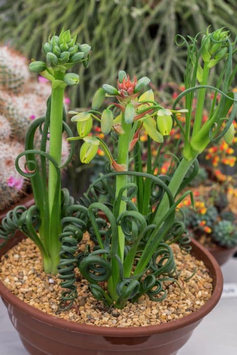 corkscrew albuca