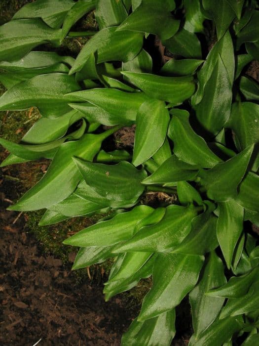 plantain lily 'Paradise Puppet'