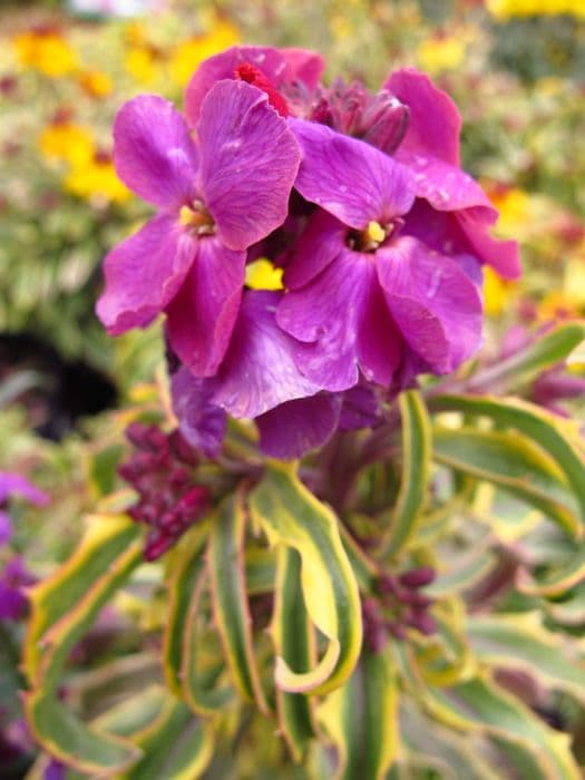 wallflower 'Variegatum'