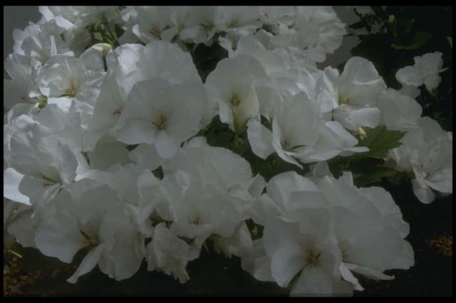 Pelargonium 'White Glory'