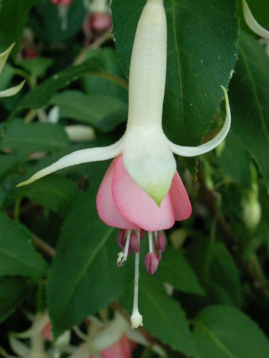 fuchsia 'Other Fellow'