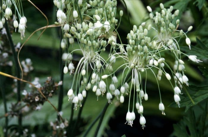 white-flowered keeled garlic