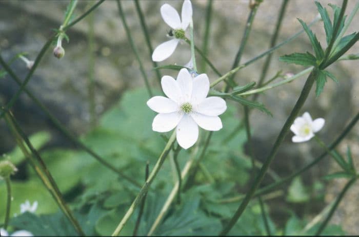 riverside windflower