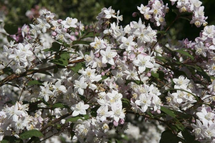 deutzia 'Fasciculata'