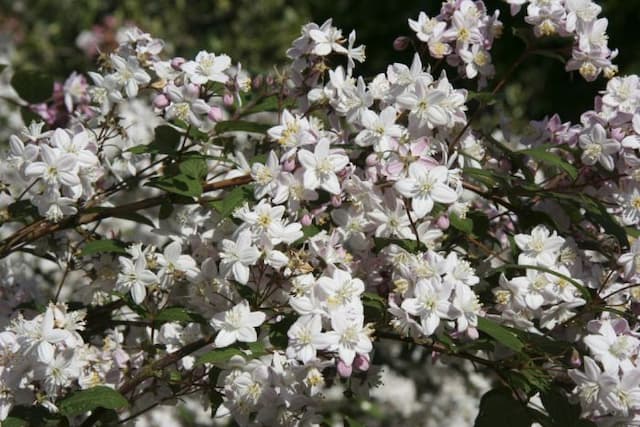 Deutzia 'Fasciculata'